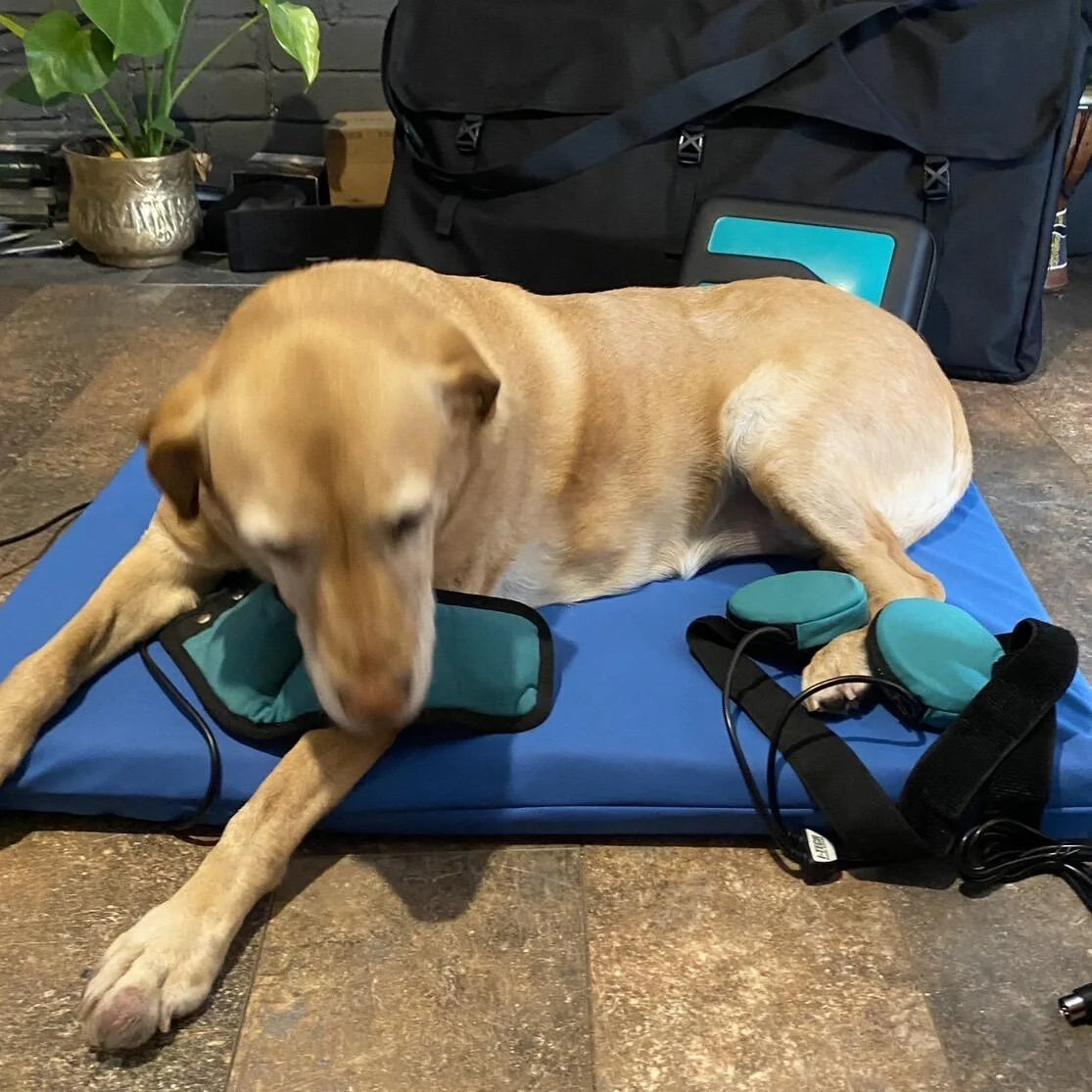 ZenDogHealth ‘KoraVet’ Professional PEMF Dog Mat System