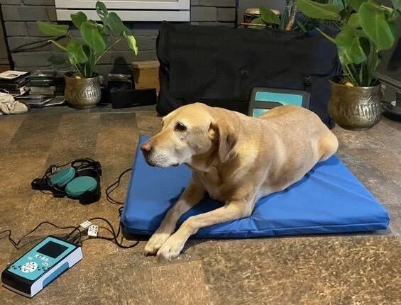 ZenDogHealth ‘KoraPhysio Total’ Professional PEMF Dog Mat System
