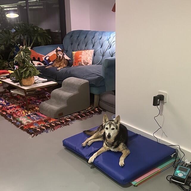 ZenDogHealth ‘KoraSPORT’ PEMF Dog Mat System
